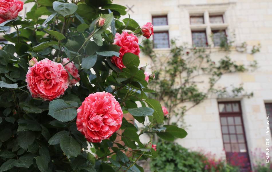 ©SUNFLOR - Primavera